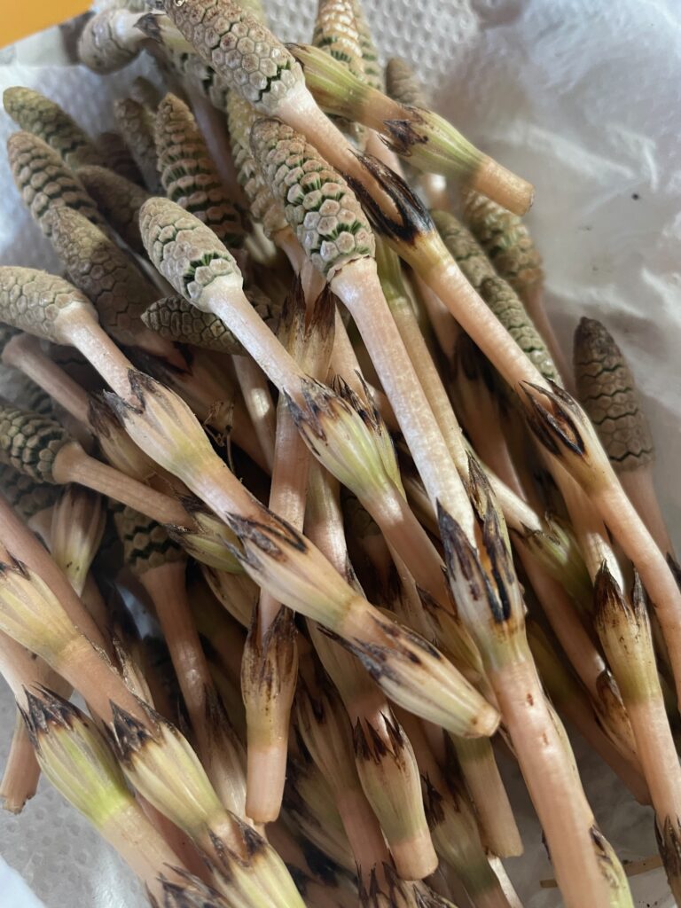 梅が咲き､つくしが生える